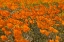 Picture of CALIFORNIA POPPIES I