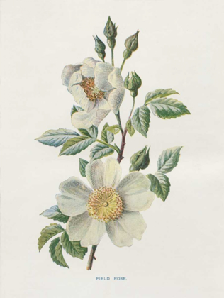 Picture of FIELD ROSE