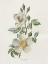 Picture of FIELD ROSE