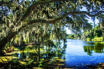 Picture of SPANISH MOSS I