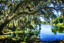 Picture of SPANISH MOSS I