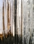 Picture of CRACKED GLASS I