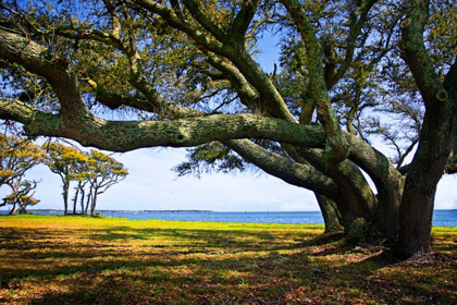 Picture of LIVE OAKS BY THE BAY II