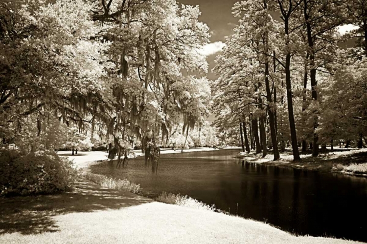 Picture of PINES ALONG THE STREAM