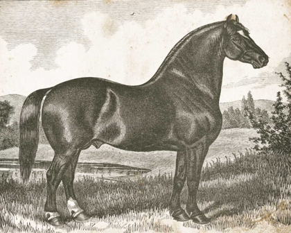 Picture of HORSE ETCHING I