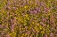Picture of YELLOW AND PURPLE