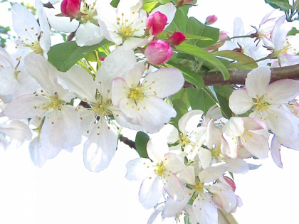 Picture of SPRING DELIGHT I
