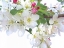 Picture of SPRING DELIGHT I
