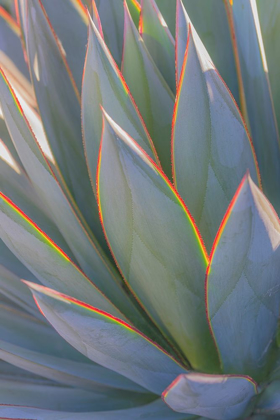 Picture of CALIFORNIA AGAVE II