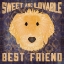 Picture of GOLDEN DOODLE