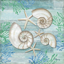 Picture of CLEARWATER SHELLS II