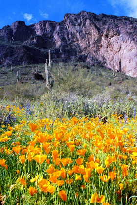 Picture of PICACHO PEAK WILDFLOWERS