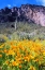 Picture of PICACHO PEAK WILDFLOWERS