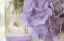 Picture of HYDRANGEA JAR