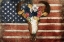 Picture of AMERICAN FLORAL BULL