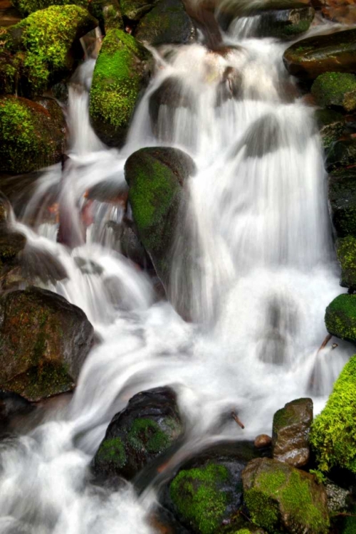 Picture of TRAILSIDE WATERFALL IV