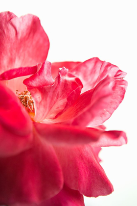 Picture of PINK FLORAL CLOSE-UP