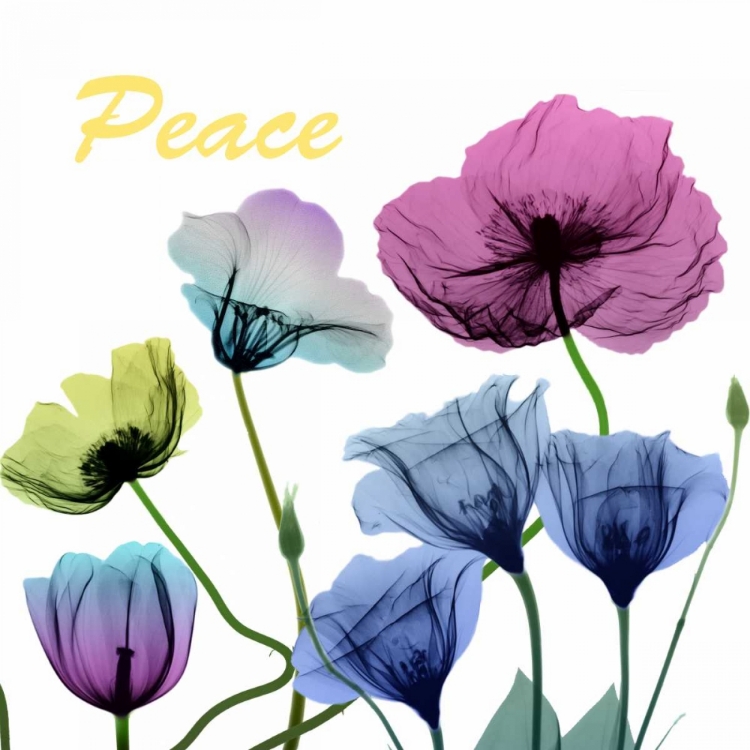 Picture of FLORAL RAINBOW PEACE
