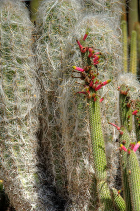 Picture of CACTUS FLOWERS IV