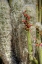 Picture of CACTUS FLOWERS IV