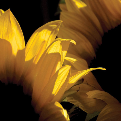 Picture of SUNLIT SUNFLOWERS V