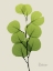 Picture of NATURAL GREENERY 4