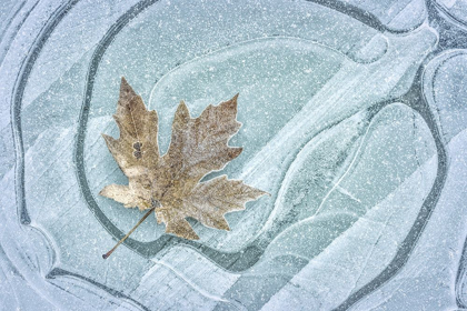 Picture of FROSTY LEAF ON ICE I