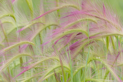 Picture of FOXTAIL BARLEY II