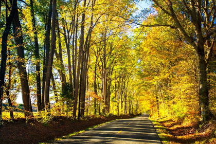 Picture of TREES OF GOLD AND GREEN I