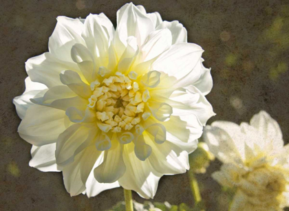 Picture of KALEIDOSCOPE DAHLIA