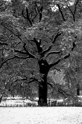 Picture of CENTRAL PARK SOLITARY FRIEND