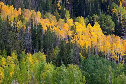 Picture of UTAH; WASATCH-CACHE NATIONAL FOREST, ASPEN TREES ALONG MIRROR LAKE SCENIC BYWAY