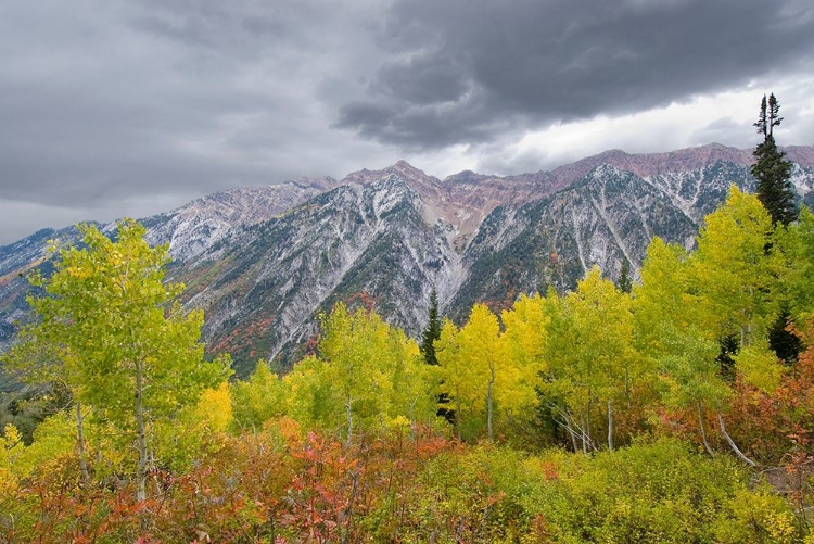 Picture of FALL FOLIAGE IN LITTLE COTTONWOOD CANYON, RED PINE TRAIL, WASATCH-CACHE NATIONAL FOREST, UTAH.