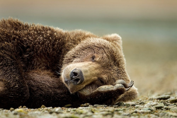Picture of BROWN BEAR, KATMAI NATIONAL PARK, ALASKA.