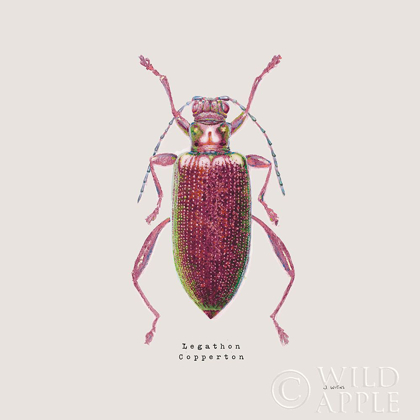 Picture of ADORNING COLEOPTERA VI SQ CLARET