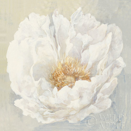 Picture of SERENE PEONY