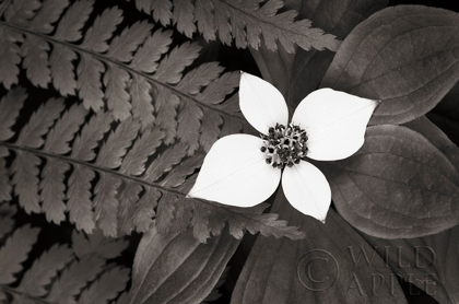 Picture of BUNCHBERRY AND FERNS II BW