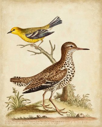 Picture of ANTIQUE BIRD MENAGERIE I