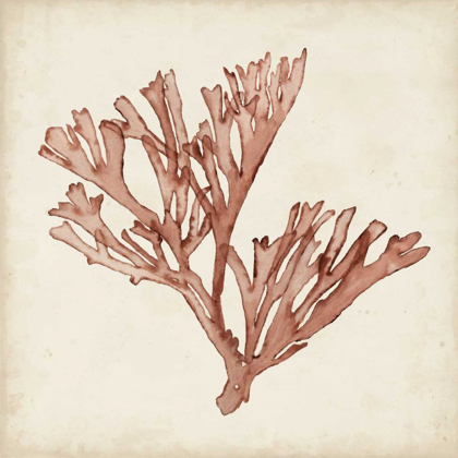Picture of SEAWEED SPECIMENS XIII