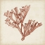 Picture of SEAWEED SPECIMENS XIII