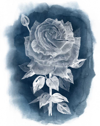 Picture of GHOST ROSE IV