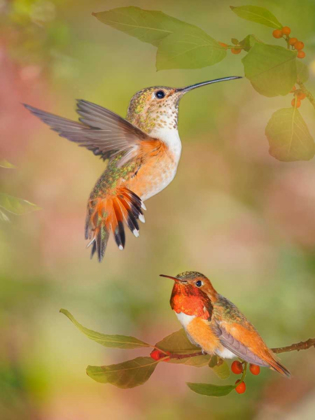 Picture of THE FLOWER DANCE XVI