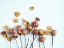 Picture of GOLDEN PETALS II