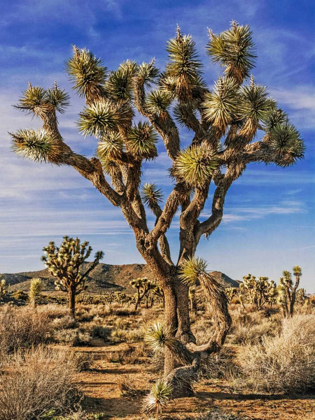 Picture of VIEWS OF JOSHUA TREE III