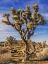 Picture of VIEWS OF JOSHUA TREE III