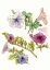 Picture of FLORAL FIELD NOTES III
