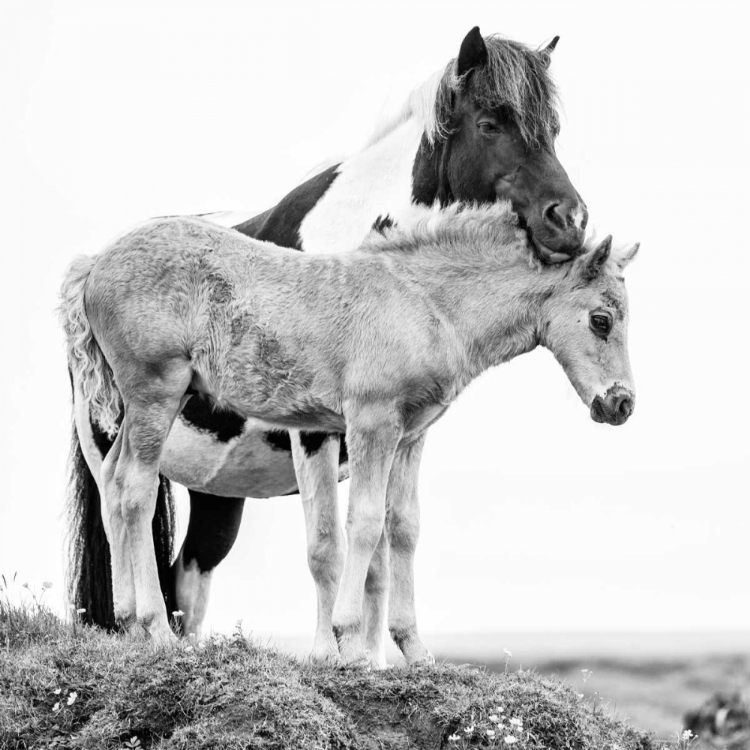 Picture of BANDW HORSES I