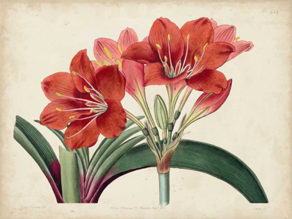 Picture of AMARYLLIS SPLENDOR II