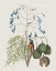 Picture of STUDIES IN NATURE II