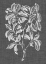 Picture of GRAPHIC FOLIAGE I
